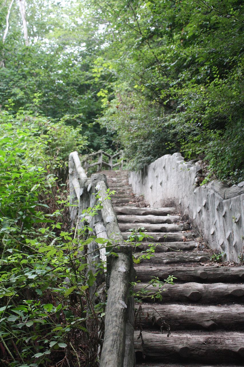 Stone steps climbing through a green forest