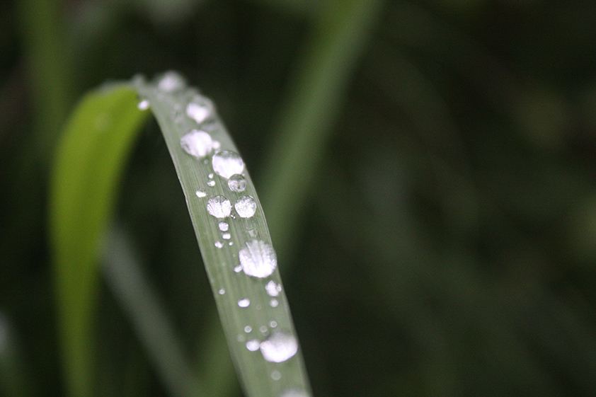 A water drop on a blade of grass