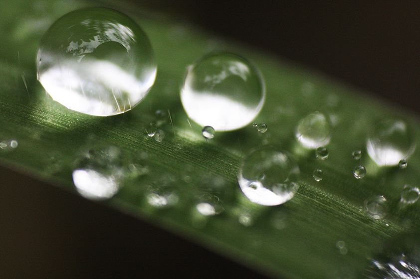Water drops on a green leaf